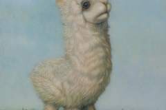 alpaca